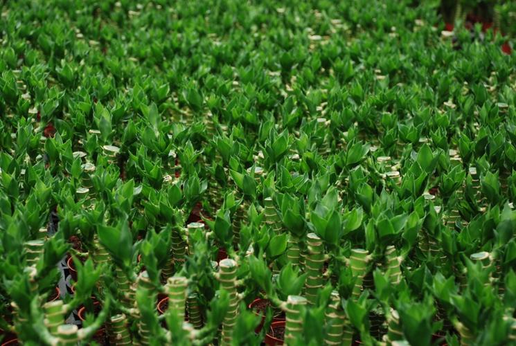 原料辅料,初加工材料 农产品 绿化苗木 竹类植物 国萃花卉|厂家供应