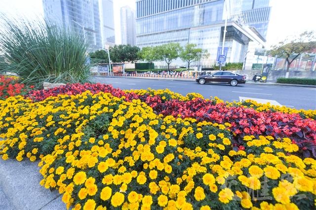 南京约5.5万盆花卉装点城市