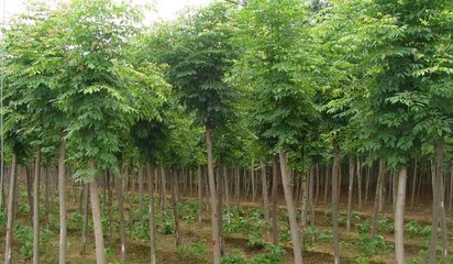 白蜡苗木种植养护技术