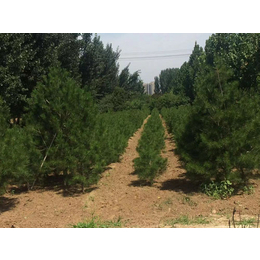 白皮松种植基地-泰安泰景苗木-2.5米白皮松种植基地