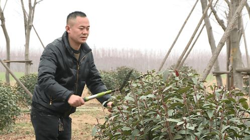 张学党 种植苗木收获绿色财富