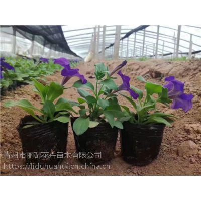 矮牵牛批发价格 青州矮牵牛种植基地