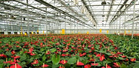 花卉种植温室建造费用--太原花卉种植哪家专业图片|花卉种植温室建造费用--太原花卉种植哪家专业产品图片由太原益兴诚温室工程公司生产提供-