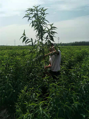 桃树苗 黑桃树苗图片_高清图_细节图-平邑盛达苗木种植基地