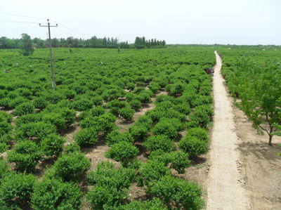 河北巨鹿县巨翔金银花枸杞苗木种植基地